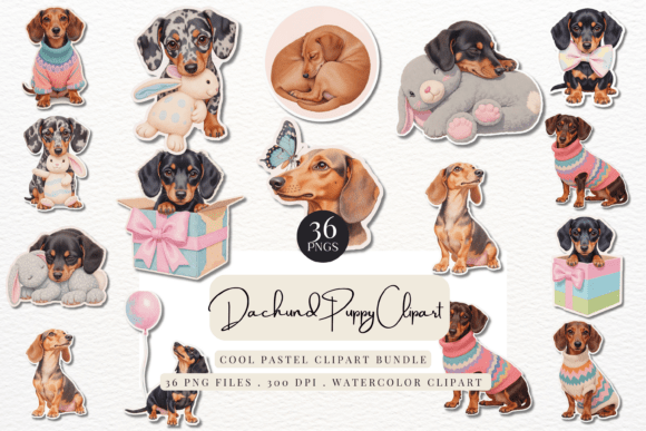 Download Cute Dachshund Puppy - Premium Bundle